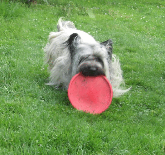 Arwen beim Frisbeespiel001